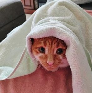 Meet your Posher, Joyce